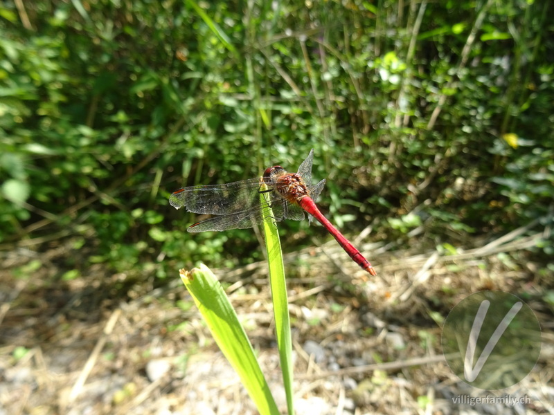 Blutrote Heidelibelle: Übersicht